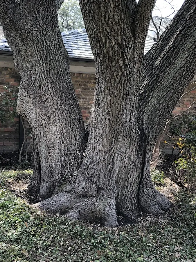 Mature heritage tree close to a Sharon property cared for by certified arborists